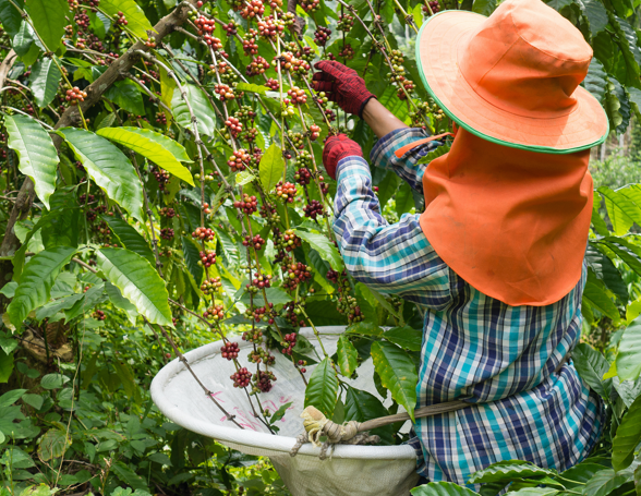 Person picking coffee beans