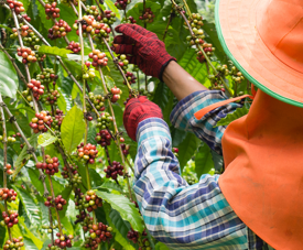 Coffee picker