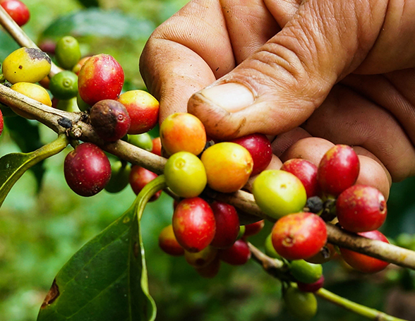 coffee beans on branch