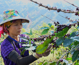 coffee picker