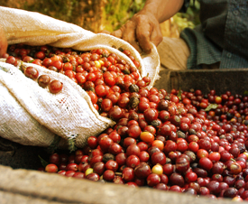 freshly picked coffee in sack