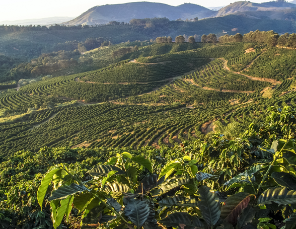 Coffee bean field